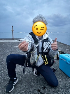 コウイカの釣果
