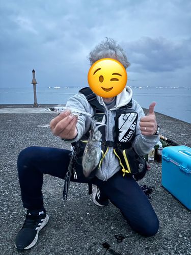 コウイカの釣果