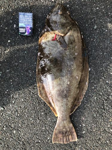ヒラメの釣果