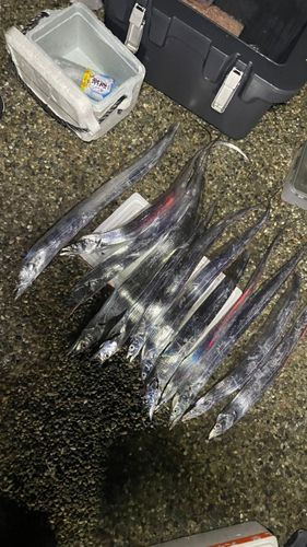 タチウオの釣果