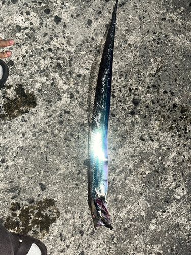 タチウオの釣果