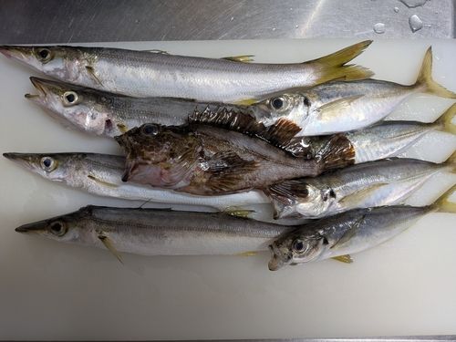 アジの釣果