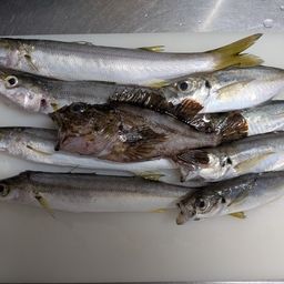 アジ