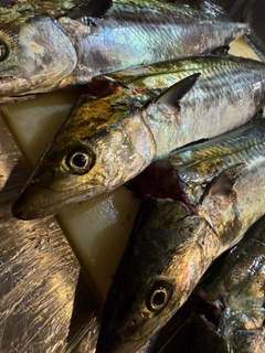 サゴシの釣果