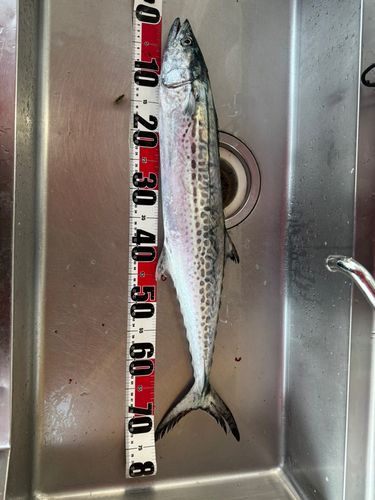 サワラの釣果