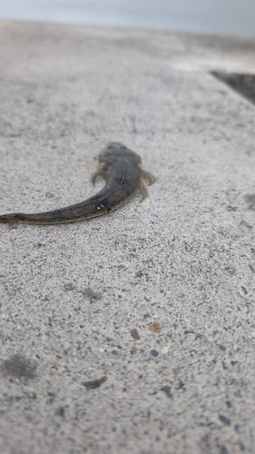 コチの釣果