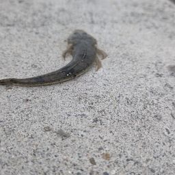 コチ