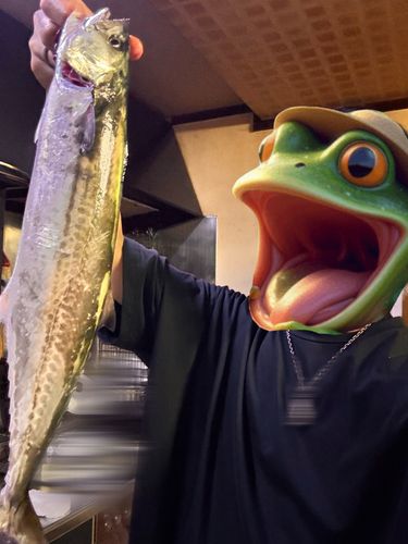 サゴシの釣果