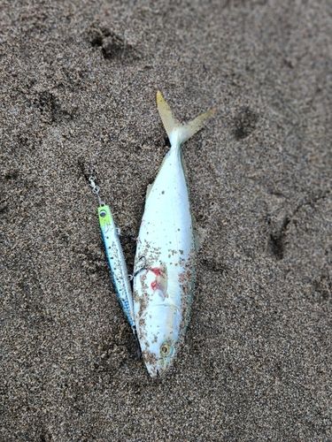 ショッコの釣果