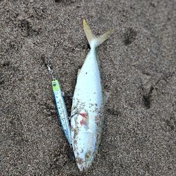 ショッコ