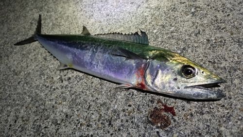 サゴシの釣果