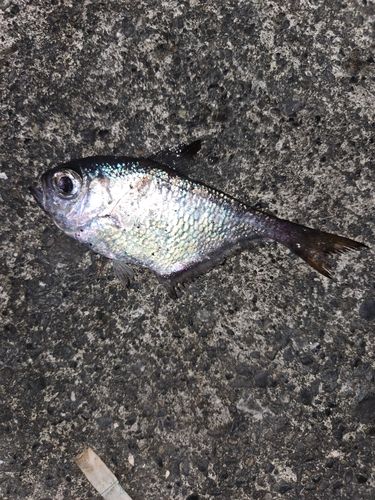 駿河湾
