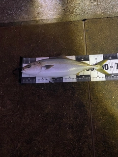 メジロの釣果