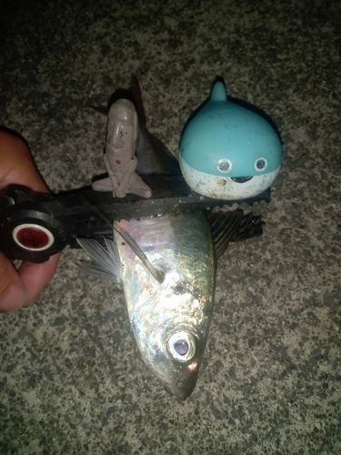 マアジの釣果