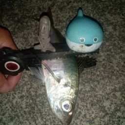 マアジ