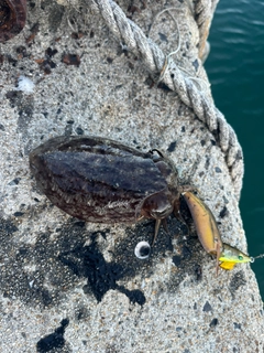 コウイカの釣果