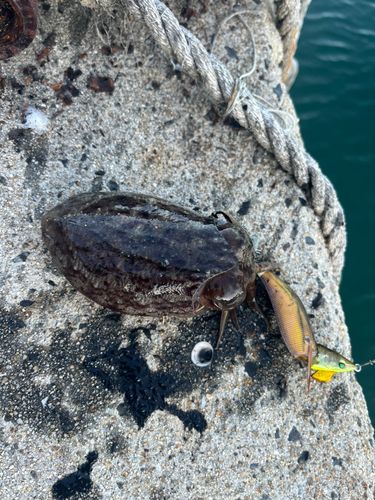 コウイカの釣果