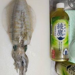 アオリイカ