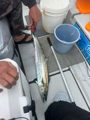 サワラの釣果