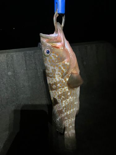 橘湾