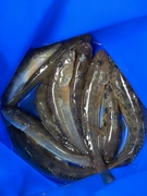 マハゼの釣果