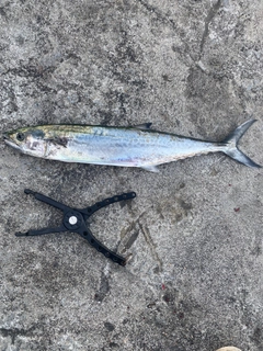 サゴシの釣果