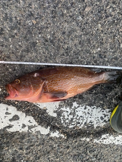 アコウの釣果