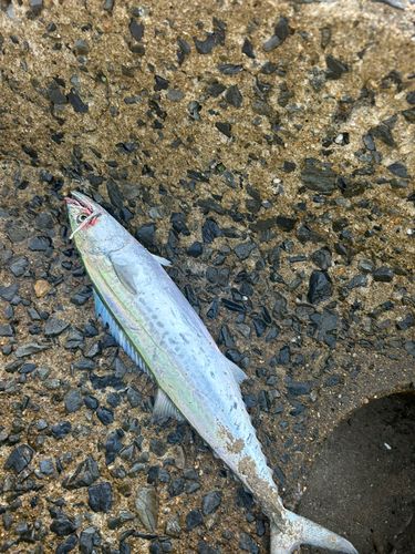 サゴシの釣果
