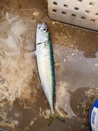 サバの釣果