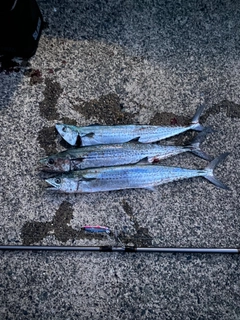 サゴシの釣果
