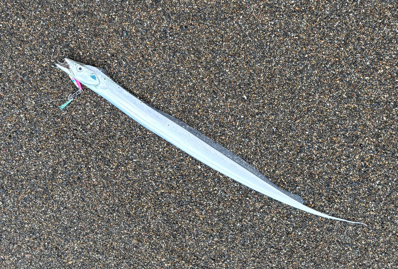 タチウオ