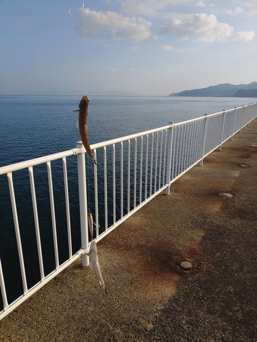 エソの釣果