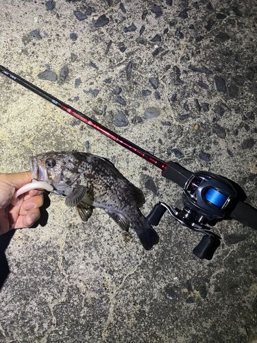 クロソイの釣果