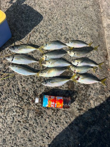 アジの釣果