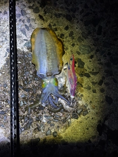 アオリイカの釣果