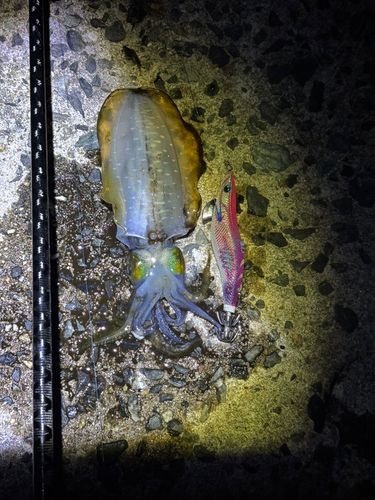 アオリイカの釣果