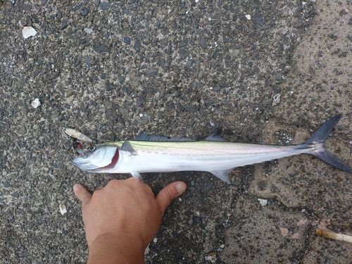 サゴシの釣果
