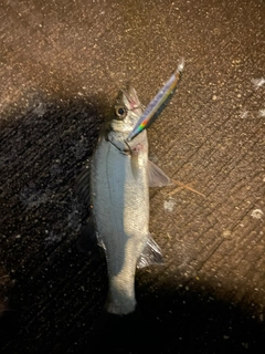 セイゴ（ヒラスズキ）の釣果