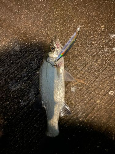 セイゴ（ヒラスズキ）の釣果