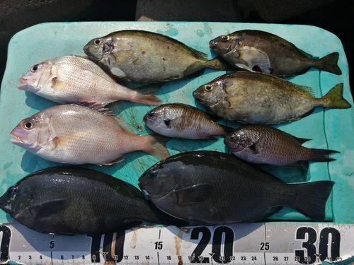クロの釣果