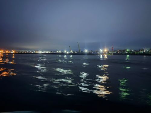 サワラの釣果