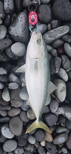 イナダの釣果