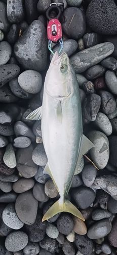 イナダの釣果