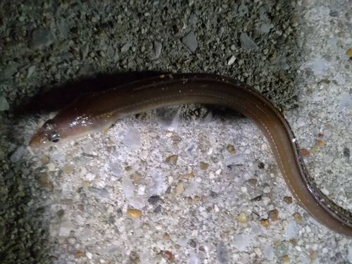 アナゴの釣果