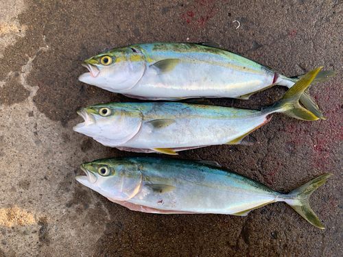 フクラギの釣果