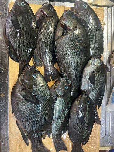クチブトグレの釣果