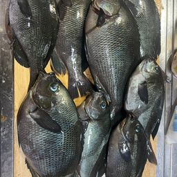 クチブトグレ