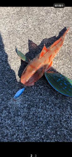 瀬戸内海