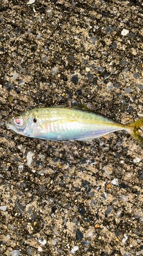 マアジの釣果