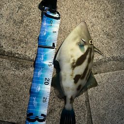 ウマヅラハギ